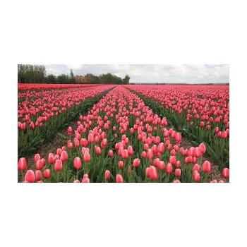 Helló Tavasz  -  kedvezmények GÁZ üzemű főző zsámolyokra