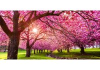 HELLÓ TAVASZ - kiemelt kedvezmények nagykonyhai statikus sütőkre