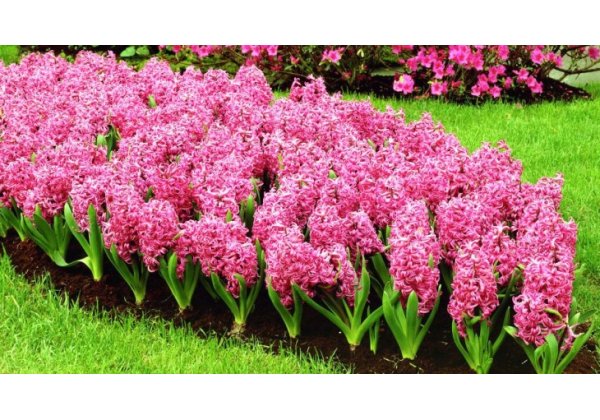 HELLÓ TAVASZ - kedvezmények ARISTARCO jéggépekre