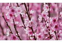 HELLÓ TAVASZ - AKCIÓ megjelölt kamrás vákuum gépekre