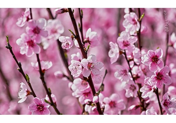 HELLÓ TAVASZ - AKCIÓ megjelölt kamrás vákuum gépekre