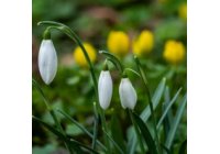 TAVASZVÁRÓ Ajánlatok - SPIDOCOOK és HENDI kontakt grill sütőkre