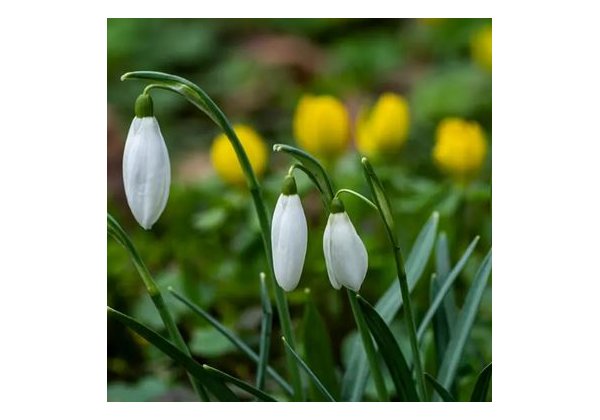 TAVASZVÁRÓ Ajánlatok - SPIDOCOOK és HENDI kontakt grill sütőkre