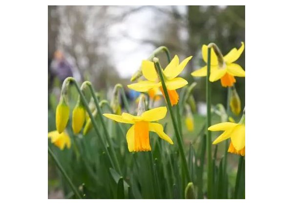 TAVASZVÁRÓ Ajánlatok - SPIDOCOOK és HENDI kontakt grill sütőkre