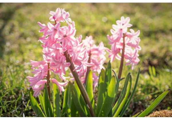 Helló Tavasz - kedvezmények egyes Rational kombi pároló-sütőkre