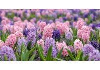 HELLÓ TAVASZ  - AKCIÓ tisztító termékekre